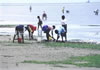 pessoas a apanhar ameijoas na praia